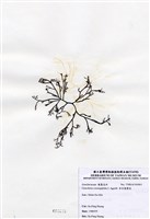 藏品(傘房龍鬚菜)的圖片